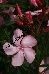 Oleander, Rosenlorbeer, Nerium oleander, Apocynaceae, Nerium oleander, Oleander, Rosenlorbeer, Blühend Kauf von 00774nerium_oleanderimg_7826.jpg