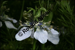 Echter Schwarzkümmel, Nigella sativa, Ranunculaceae, Nigella sativa, Echter Schwarzkümmel, Blühend Kauf von 00776nigella_sativaimg_2739.jpg