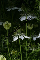 Echter Schwarzkümmel, Nigella sativa, Ranunculaceae, Nigella sativa, Echter Schwarzkümmel, Blühend Kauf von 00776nigella_sativaimg_2741.jpg