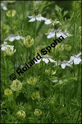 Echter Schwarzkümmel, Nigella sativa, Ranunculaceae, Nigella sativa, Echter Schwarzkümmel, Blühend Kauf von 00776nigella_sativaimg_2742.jpg