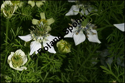 Echter Schwarzkümmel, Nigella sativa, Ranunculaceae, Nigella sativa, Echter Schwarzkümmel, Blühend Kauf von 00776nigella_sativaimg_2744.jpg