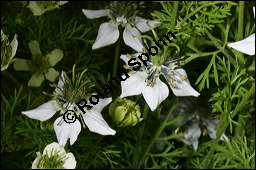 Echter Schwarzkümmel, Nigella sativa, Ranunculaceae, Nigella sativa, Echter Schwarzkümmel, Blühend Kauf von 00776nigella_sativaimg_2745.jpg