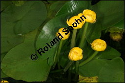 Gelbe Teichrose, Mummel, Nuphar lutea, Nymphaeaceae, Nuphar lutea, Gelbe Teichrose, Mummel, unreif fruchtend Kauf von 00777nuphar_luteaimg_7555.jpg