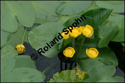 Gelbe Teichrose, Mummel, Nuphar lutea, Nymphaeaceae, Nuphar lutea, Gelbe Teichrose, Mummel, unreif fruchtend Kauf von 00777nuphar_luteaimg_7558.jpg
