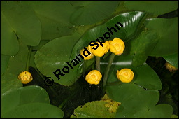 Gelbe Teichrose, Mummel, Nuphar lutea, Nymphaeaceae, Nuphar lutea, Gelbe Teichrose, Mummel, unreif fruchtend Kauf von 00777nuphar_luteaimg_7559.jpg