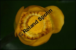 Gelbe Teichrose, Mummel, Nuphar lutea, Nymphaeaceae, Nuphar lutea, Gelbe Teichrose, Mummel, unreif fruchtend Kauf von 00777nuphar_luteaimg_7561.jpg