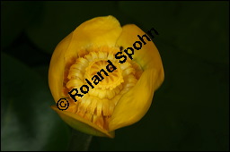Gelbe Teichrose, Mummel, Nuphar lutea, Nymphaeaceae, Nuphar lutea, Gelbe Teichrose, Mummel, unreif fruchtend Kauf von 00777nuphar_luteaimg_7562.jpg