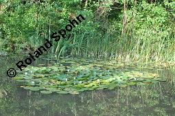 Weie Seerose, Nymphaea alba, Nymphaea alba, Weie Seerose, Nymphaeaceae, Blhend, Larve Seerosen-Blattkfer Galerucella nymphaeae frisst auf Blattoberseite Nymphaea alba Kauf von 00778_nymphaea_alba_dsc_3107.jpg