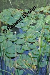 Weiße Seerose, Nymphaea alba, Nymphaea alba, Weiße Seerose, Nymphaeaceae, Blühend, Larve Seerosen-Blattkäfer Galerucella nymphaeae frisst auf Blattoberseite Nymphaea alba Kauf von 00778_nymphaea_alba_dsc_3108.jpg