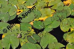 Weiße Seerose, Nymphaea alba, Nymphaea alba, Weiße Seerose, Nymphaeaceae, Blühend, Larve Seerosen-Blattkäfer Galerucella nymphaeae frisst auf Blattoberseite Nymphaea alba Kauf von 00778_nymphaea_alba_dsc_4409.jpg