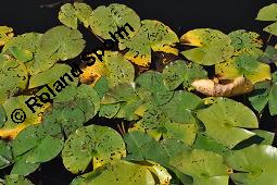 Weiße Seerose, Nymphaea alba, Nymphaea alba, Weiße Seerose, Nymphaeaceae, Blühend, Larve Seerosen-Blattkäfer Galerucella nymphaeae frisst auf Blattoberseite Nymphaea alba Kauf von 00778_nymphaea_alba_dsc_4410.jpg