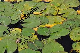 Weie Seerose, Nymphaea alba, Nymphaea alba, Weie Seerose, Nymphaeaceae, Blhend, Larve Seerosen-Blattkfer Galerucella nymphaeae frisst auf Blattoberseite Nymphaea alba Kauf von 00778_nymphaea_alba_dsc_4411.jpg