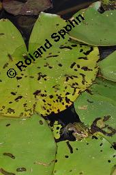 Weie Seerose, Nymphaea alba, Nymphaea alba, Weie Seerose, Nymphaeaceae, Blhend, Larve Seerosen-Blattkfer Galerucella nymphaeae frisst auf Blattoberseite Nymphaea alba Kauf von 00778_nymphaea_alba_dsc_6819.jpg