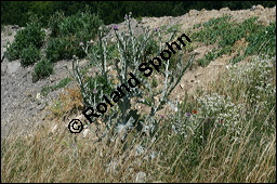 Gewöhnliche Eselsdistel, Onopordum acanthium, Asteraceae, Onopordum acanthium, Gewöhnliche Eselsdistel, Blühend Kauf von 00786onopordum_acanthiumimg_8497.jpg