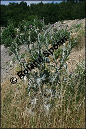 Gewöhnliche Eselsdistel, Onopordum acanthium, Asteraceae, Onopordum acanthium, Gewöhnliche Eselsdistel, Blühend Kauf von 00786onopordum_acanthiumimg_8498.jpg
