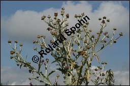 Gewöhnliche Eselsdistel, Onopordum acanthium, Asteraceae, Onopordum acanthium, Gewöhnliche Eselsdistel, Blühend Kauf von 00786onopordum_acanthiumimg_9153.jpg