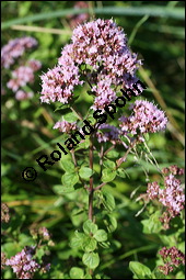 Gewhnlicher Dost, Oregano, Wilder Majoran, Origanum vulgare, Lamiaceae, Origanum vulgare, Gewhnlicher Dost, Wilder Majoran, Oregano, Habitus blhend Kauf von 00790origanum_vulgareimg_3460.jpg