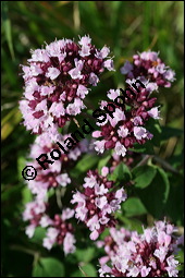 Gewöhnlicher Dost, Oregano, Wilder Majoran, Origanum vulgare, Lamiaceae, Origanum vulgare, Gewöhnlicher Dost, Wilder Majoran, Oregano, Habitus blühend Kauf von 00790origanum_vulgareimg_4161.jpg