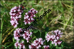 Gewöhnlicher Dost, Oregano, Wilder Majoran, Origanum vulgare, Lamiaceae, Origanum vulgare, Gewöhnlicher Dost, Wilder Majoran, Oregano, Habitus blühend Kauf von 00790origanum_vulgareimg_4162.jpg