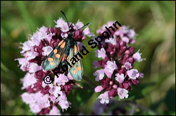 Gewöhnlicher Dost, Oregano, Wilder Majoran, Origanum vulgare, Lamiaceae, Origanum vulgare, Gewöhnlicher Dost, Wilder Majoran, Oregano, Habitus blühend Kauf von 00790origanum_vulgareimg_4164.jpg