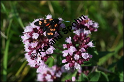 Gewöhnlicher Dost, Oregano, Wilder Majoran, Origanum vulgare, Lamiaceae, Origanum vulgare, Gewöhnlicher Dost, Wilder Majoran, Oregano, Habitus blühend Kauf von 00790origanum_vulgareimg_4165.jpg