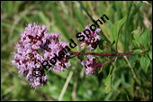 Gewhnlicher Dost, Oregano, Wilder Majoran, Origanum vulgare, Lamiaceae, Origanum vulgare, Gewhnlicher Dost, Wilder Majoran, Oregano, Habitus blhend Kauf von 00790origanum_vulgareimg_4169.jpg