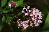 Gewöhnlicher Dost, Oregano, Wilder Majoran, Origanum vulgare, Lamiaceae, Origanum vulgare, Gewöhnlicher Dost, Wilder Majoran, Oregano, Habitus blühend Kauf von 00790origanum_vulgareimg_4395.jpg