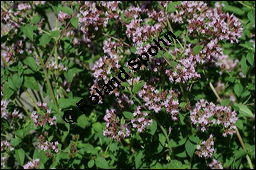 Gewhnlicher Dost, Oregano, Wilder Majoran, Origanum vulgare, Lamiaceae, Origanum vulgare, Gewhnlicher Dost, Wilder Majoran, Oregano, Habitus blhend Kauf von 00790origanum_vulgareimg_8970.jpg