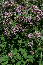 Gewöhnlicher Dost, Oregano, Wilder Majoran, Origanum vulgare, Lamiaceae, Origanum vulgare, Gewöhnlicher Dost, Wilder Majoran, Oregano, Habitus blühend Kauf von 00790origanum_vulgareimg_8971.jpg