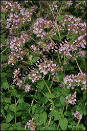 Gewöhnlicher Dost, Oregano, Wilder Majoran, Origanum vulgare, Lamiaceae, Origanum vulgare, Gewöhnlicher Dost, Wilder Majoran, Oregano, Habitus blühend Kauf von 00790origanum_vulgareimg_8972.jpg