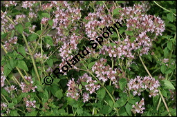 Gewhnlicher Dost, Oregano, Wilder Majoran, Origanum vulgare, Lamiaceae, Origanum vulgare, Gewhnlicher Dost, Wilder Majoran, Oregano, Habitus blhend Kauf von 00790origanum_vulgareimg_8973.jpg