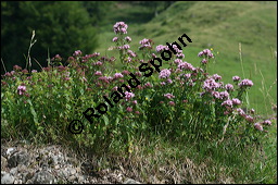 Gewöhnlicher Dost, Oregano, Wilder Majoran, Origanum vulgare, Lamiaceae, Origanum vulgare, Gewöhnlicher Dost, Wilder Majoran, Oregano, Habitus blühend Kauf von 00790origanum_vulgareimg_9051.jpg