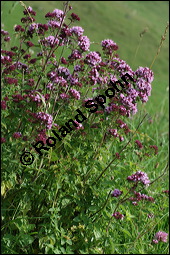 Gewöhnlicher Dost, Oregano, Wilder Majoran, Origanum vulgare, Lamiaceae, Origanum vulgare, Gewöhnlicher Dost, Wilder Majoran, Oregano, Habitus blühend Kauf von 00790origanum_vulgareimg_9052.jpg