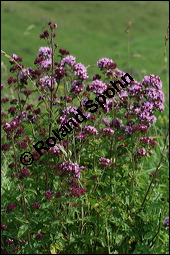 Gewöhnlicher Dost, Oregano, Wilder Majoran, Origanum vulgare, Lamiaceae, Origanum vulgare, Gewöhnlicher Dost, Wilder Majoran, Oregano, Habitus blühend Kauf von 00790origanum_vulgareimg_9053.jpg