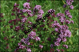 Gewhnlicher Dost, Oregano, Wilder Majoran, Origanum vulgare, Lamiaceae, Origanum vulgare, Gewhnlicher Dost, Wilder Majoran, Oregano, Habitus blhend Kauf von 00790origanum_vulgareimg_9054.jpg