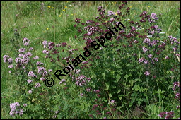 Gewöhnlicher Dost, Oregano, Wilder Majoran, Origanum vulgare, Lamiaceae, Origanum vulgare, Gewöhnlicher Dost, Wilder Majoran, Oregano, Habitus blühend Kauf von 00790origanum_vulgareimg_9055.jpg