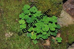 Wald-Sauerklee, Gewöhnlicher Sauerklee, Oxalis acetosella, Oxalidaceae, Oxalis acetosella, Wald-Sauerklee, Habitus zwischen Baumstämmen, in Astgabel von Süßkirsche, Prunus avium Kauf von 00793_oxalis_acetosella_dsc_0166.jpg