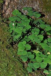 Wald-Sauerklee, Gewöhnlicher Sauerklee, Oxalis acetosella, Oxalidaceae, Oxalis acetosella, Wald-Sauerklee, Habitus zwischen Baumstämmen, in Astgabel von Süßkirsche, Prunus avium Kauf von 00793_oxalis_acetosella_dsc_0167.jpg