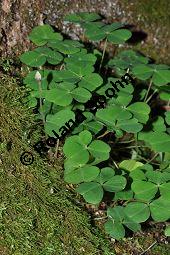 Wald-Sauerklee, Gewöhnlicher Sauerklee, Oxalis acetosella, Oxalidaceae, Oxalis acetosella, Wald-Sauerklee, Habitus zwischen Baumstämmen, in Astgabel von Süßkirsche, Prunus avium Kauf von 00793_oxalis_acetosella_dsc_0168.jpg