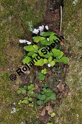 Wald-Sauerklee, Gewöhnlicher Sauerklee, Oxalis acetosella, Oxalidaceae, Oxalis acetosella, Wald-Sauerklee, Habitus zwischen Baumstämmen, in Astgabel von Süßkirsche, Prunus avium Kauf von 00793_oxalis_acetosella_dsc_3618.jpg