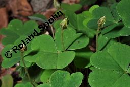 Wald-Sauerklee, Gewöhnlicher Sauerklee, Oxalis acetosella, Oxalidaceae, Oxalis acetosella, Wald-Sauerklee, Habitus zwischen Baumstämmen, in Astgabel von Süßkirsche, Prunus avium Kauf von 00793_oxalis_acetosella_dsc_4073.jpg