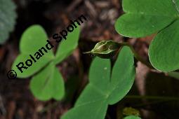 Wald-Sauerklee, Gewöhnlicher Sauerklee, Oxalis acetosella, Oxalidaceae, Oxalis acetosella, Wald-Sauerklee, Habitus zwischen Baumstämmen, in Astgabel von Süßkirsche, Prunus avium Kauf von 00793_oxalis_acetosella_dsc_4074.jpg