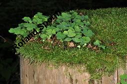 Wald-Sauerklee, Gewhnlicher Sauerklee, Oxalis acetosella, Oxalidaceae, Oxalis acetosella, Wald-Sauerklee, Habitus zwischen Baumstmmen, in Astgabel von Skirsche, Prunus avium Kauf von 00793_oxalis_acetosella_dsc_5235.jpg