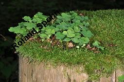 Wald-Sauerklee, Gewöhnlicher Sauerklee, Oxalis acetosella, Oxalidaceae, Oxalis acetosella, Wald-Sauerklee, Habitus zwischen Baumstämmen, in Astgabel von Süßkirsche, Prunus avium Kauf von 00793_oxalis_acetosella_dsc_5236.jpg