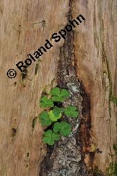 Wald-Sauerklee, Gewöhnlicher Sauerklee, Oxalis acetosella, Oxalidaceae, Oxalis acetosella, Wald-Sauerklee, Habitus zwischen Baumstämmen, in Astgabel von Süßkirsche, Prunus avium Kauf von 00793_oxalis_acetosella_dsc_5237.jpg