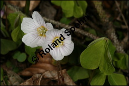 Wald-Sauerklee, Gewöhnlicher Sauerklee, Oxalis acetosella, Oxalidaceae, Oxalis acetosella, Wald-Sauerklee, Habitus zwischen Baumstämmen, in Astgabel von Süßkirsche, Prunus avium Kauf von 00793oxalis_acetosellaimg_6386.jpg