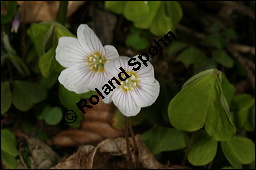 Wald-Sauerklee, Gewöhnlicher Sauerklee, Oxalis acetosella, Oxalidaceae, Oxalis acetosella, Wald-Sauerklee, Habitus zwischen Baumstämmen, in Astgabel von Süßkirsche, Prunus avium Kauf von 00793oxalis_acetosellaimg_6387.jpg