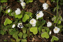 Wald-Sauerklee, Gewöhnlicher Sauerklee, Oxalis acetosella, Oxalidaceae, Oxalis acetosella, Wald-Sauerklee, Habitus zwischen Baumstämmen, in Astgabel von Süßkirsche, Prunus avium Kauf von 00793oxalis_acetosellaimg_6388.jpg