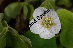 Wald-Sauerklee, Gewhnlicher Sauerklee, Oxalis acetosella, Oxalidaceae, Oxalis acetosella, Wald-Sauerklee, Habitus zwischen Baumstmmen, in Astgabel von Skirsche, Prunus avium Kauf von 00793oxalis_acetosellaimg_6389.jpg