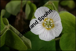 Wald-Sauerklee, Gewöhnlicher Sauerklee, Oxalis acetosella, Oxalidaceae, Oxalis acetosella, Wald-Sauerklee, Habitus zwischen Baumstämmen, in Astgabel von Süßkirsche, Prunus avium Kauf von 00793oxalis_acetosellaimg_6390.jpg